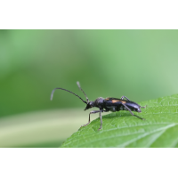 IMG_8020_r_gefleckter_halsbock_s.JPG (jo_ru)