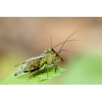 IMG_8053_7prs_panorpa_germanica.JPG (jo_ru)