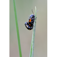 IMG_9439_20prs_Cryptocephalus_moraei.JPG (jo_ru)