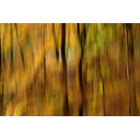 Im Wald
(jo_ru) 9R1A9317_r2s.JPG (jo_ru)