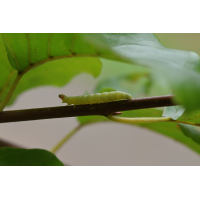 IMG_1488_rs.JPG (jo_ru)