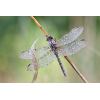 Kleiner Blaupfeil
(jo_ru) IMG_0364_rs.JPG (jo_ru)