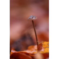 IMG_1827_4prs.JPG (jo_ru)