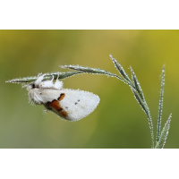 Weißer Zahnspinner
(jo_ru) IMG_7829_rs.JPG (jo_ru)