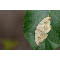 Heller Sichelflügler
(jo_ru) IMG_7834_rs2_f.jpg (jo_ru)