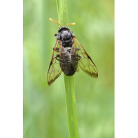 IMG_8570_15prs_cimbex_femoratus.JPG (jo_ru)