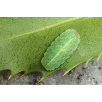 IMG_8776_7prs_syrphidae_sp_epistrophe_eligans_bq8.JPG (jo_ru)