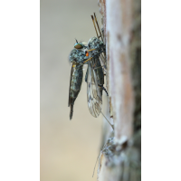 IMG_9512_8p_schmal_rs.JPG (jo_ru)