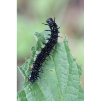 Eine Raupe mal wieder
(jo_ru) IMG_8454_10prs.JPG (jo_ru)