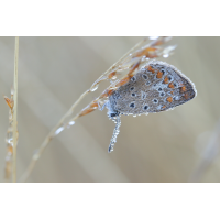 IMG_0325_5prs.JPG (jo_ru)