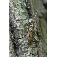 Rhagium mordax
(jo_ru) IMG_8635_20prs_bq8.JPG (jo_ru)