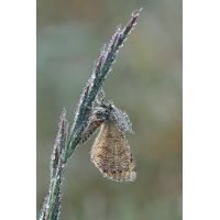 Feucht geworden
(jo_ru) IMG_7790_rs.JPG (jo_ru)