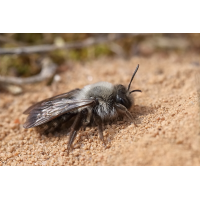 IMG_2004_23prs_Andrena_vaga.JPG (jo_ru)