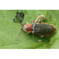Herzlos mit Herz
(jo_ru) IMG_3747_rs_Cantharis_rustica.JPG (jo_ru)