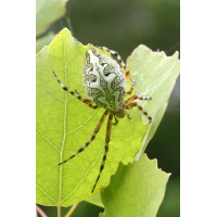 Eichblatt-Radnetzspinne
(jo_ru) IMG_3918_r2s.JPG (jo_ru)