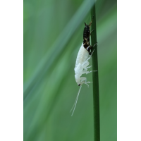 Häutung einer Waldschabe
(jo_ru) IMG_4053_10prs.JPG (jo_ru)