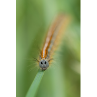 Raupe eines Ringelspinners
(jo_ru) IMG_4173_rs.JPG (jo_ru)