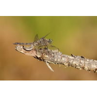 IMG_7076_rs.JPG (jo_ru)