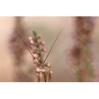 Ein etwas anderes Mantis-Bild
(jo_ru) IMG_7244_5prs.JPG (jo_ru)
