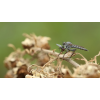 Raubfliegen-Vesperzeit
(jo_ru) IMG_7122_18p_pano_rs.JPG (jo_ru)