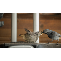 20250517-113630-008-(HL)-MWeiler-ÖWiesen-Hausrotschwanz-Phoenicurus-ochruros-pano.jpg (HärLe)