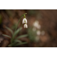 Glöckchen. Und Schnee?
(HärLe) 20260216-132052-003-Schneeglöckchen-Galanthus-spec.jpg (HärLe)