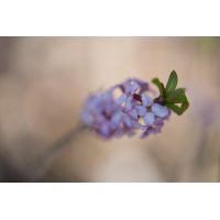 20260303-134820-005-MWeiler-Gewöhnlicher-Seidelbast-Daphne-mezereum.jpg (HärLe)