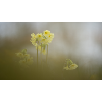 Die Letzten
(HärLe) 20260317-112603-003-MWeiler-ÖWiesen-Hohe-Schlüsselblume-Primula-elatior-pano.jpg (HärLe)