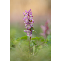 20260324-115617-005-MWeiler-ÖWiesen-Hohler-Lerchensporn-Corydalis-cava.jpg (HärLe)