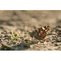 Unterwäsche
(HärLe) 20260528-185859-009-(HL)-MWeiler-Distelfalter-Vanessa-cardui-BH11.jpg (HärLe)