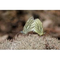 MF_Rapsweißlinge (Pieris napi) Kopula_250414_IMG_6367.jpg (lysfisker)