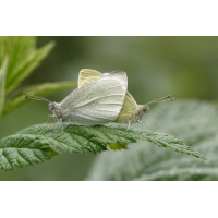 Zusammengefalte(r)t
(lysfisker) MF_Kleiner Kohlweißling (Pieris rapae) Kopula_260527_0pc_IMG_7447.jpg (lysfisker)