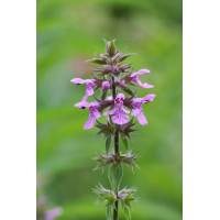 stachys_spec_250_359.jpg (Artengalerie)