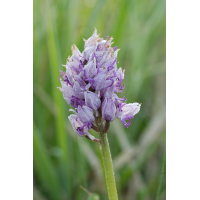 dsc5597_affenknabenkraut_orchis_simia_812.jpg (Artengalerie)