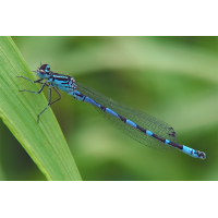 coenagrion_ornatum_1_157.jpg (Artengalerie)