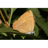 schoenbrunn_september_06_thecla_betulae_tagfalter_002_kopie_341.jpg (Artengalerie)