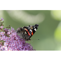 schoenbrunn_august_08_vaness_183.jpg (Artengalerie)