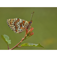 melitaea_phoebe__flockenblumenscheckenfalter_203.jpg (Artengalerie)