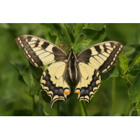 papilio_machaon__schwalbenschwanz_515.jpg (Artengalerie)