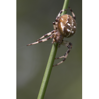 araneus_quadratus__vierfleck_kreuzspinne__weibchen_366.jpg (Artengalerie)