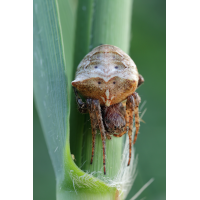 img_0152_bl_100_l_12400_araneus_bituberculatus_112.jpg (Artengalerie)