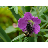 volucella_bomylans_120.jpg (Artengalerie)