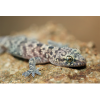 gecko_01_375.jpg (Artengalerie)