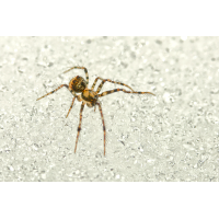 0 Ero furcata Zweihöcker-Spinnenfresser 3714abweb.jpg (Artengalerie)