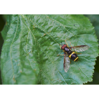 Zweiband-Wespenschwebfliege.jpg (Artengalerie)