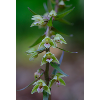 _DSF1008-1064_ZS_PMax_retusched_XF60mm_ohne.jpg (Ofetze)