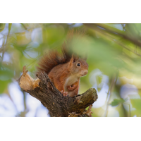 DN4A8338_DxOklein.jpg (Steffen123)