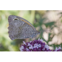 DN4A6441_DxO_DxOklein 2.jpg (Steffen123)