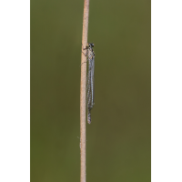 Azurjungfer
(Steffen123) DN4A4020_DxOklein.jpg (Steffen123)