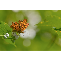 DN4A3810_DxO- Kopieklein.jpg (Steffen123)